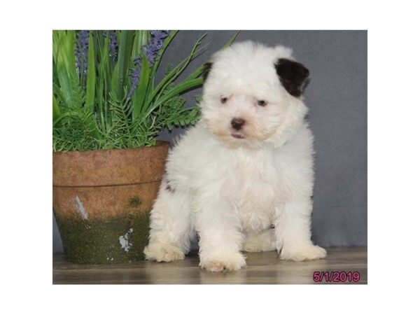 Havanese DOG Male White / Chocolate 5476 Petland Montgomery, Alabama