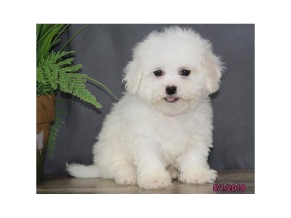 Bichon Frise DOG Female White 5477 Petland Montgomery, Alabama