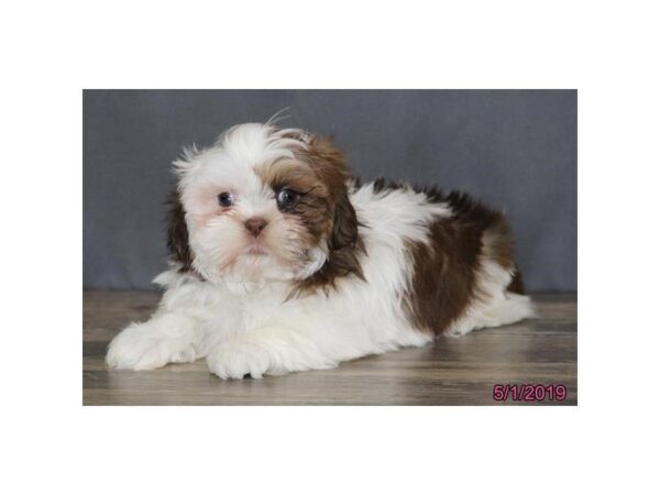 Shih Tzu DOG Male Liver / White 5478 Petland Montgomery, Alabama