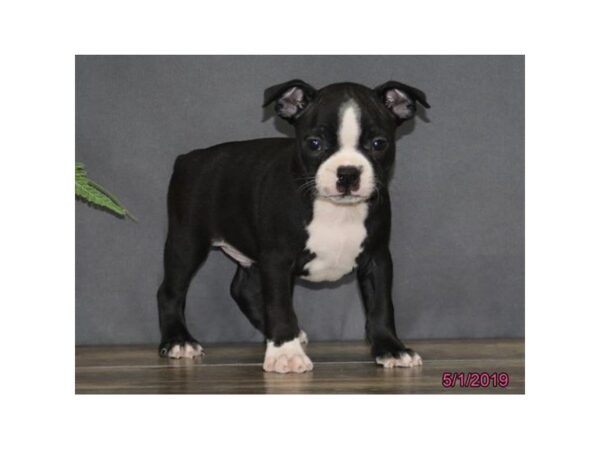 Boston Terrier-DOG-Male-Black / White-5479-Petland Montgomery, Alabama