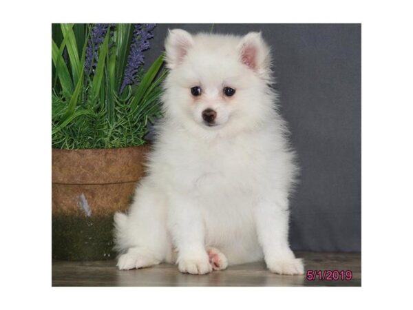 Pomeranian DOG Female White / Cream 5480 Petland Montgomery, Alabama