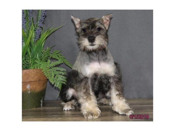 Miniature Schnauzer DOG Female Black / Silver 5481 Petland Montgomery, Alabama