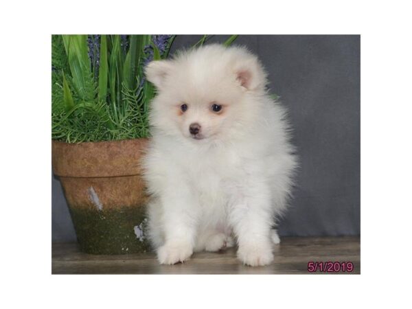 Pomeranian DOG Male Cream 5482 Petland Montgomery, Alabama