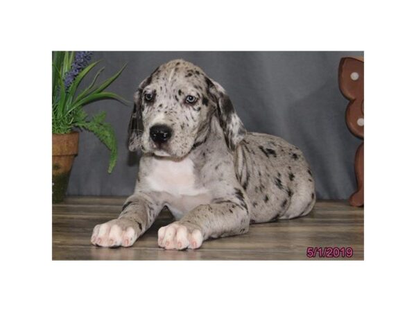 Great Dane DOG Male Merle 5483 Petland Montgomery, Alabama