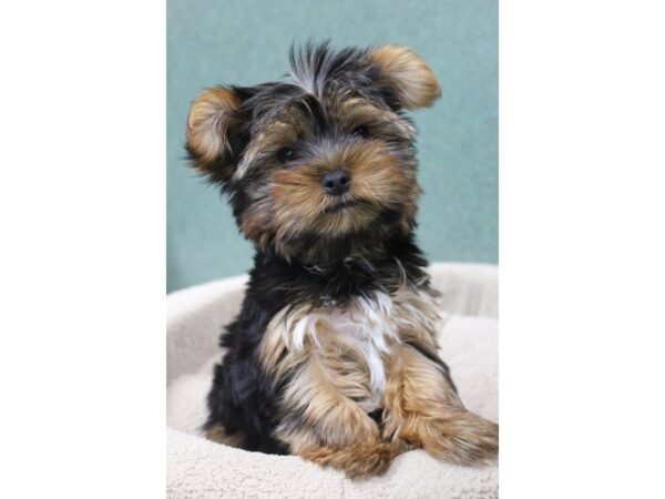 Yorkshire Terrier DOG Male BLACK AND GOLD 5472 Petland Montgomery, Alabama