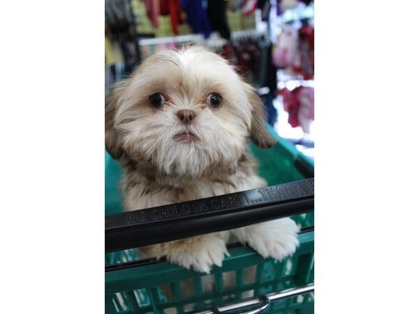 Shih Tzu-DOG-Female-BROWN-5469-Petland Montgomery, Alabama