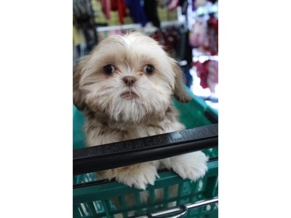 Shih Tzu DOG Female BROWN 5469 Petland Montgomery, Alabama