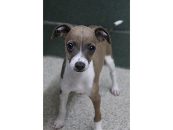 Italian Greyhound DOG Female Blue Fawn 5486 Petland Montgomery, Alabama