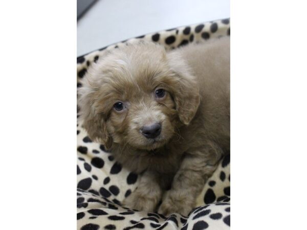 Goldendoodle Mini 2nd Gen-DOG-Male-Cream-5485-Petland Montgomery, Alabama