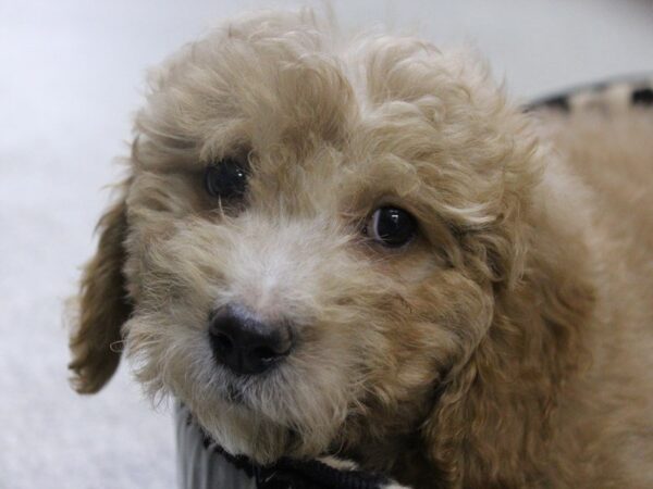 Goldendoodle Mini 2nd Gen DOG Female Apricot 5484 Petland Montgomery, Alabama