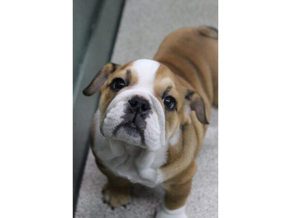 English Bulldog DOG Female Red and White 5450 Petland Montgomery, Alabama