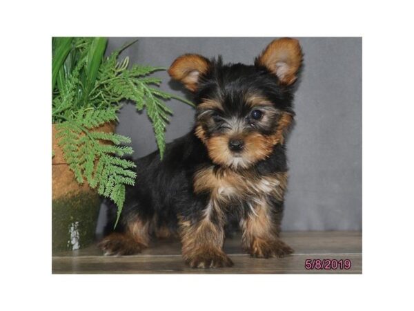 Yorkshire Terrier DOG Male Black / Tan 5487 Petland Montgomery, Alabama