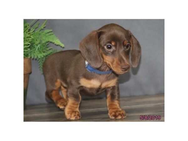 Dachshund DOG Male Chocolate / Tan 5489 Petland Montgomery, Alabama