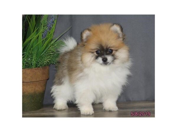 Pomeranian DOG Male Sable / White 5490 Petland Montgomery, Alabama