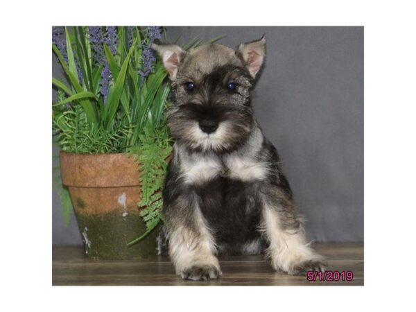 Miniature Schnauzer DOG Male Salt / Pepper 5491 Petland Montgomery, Alabama