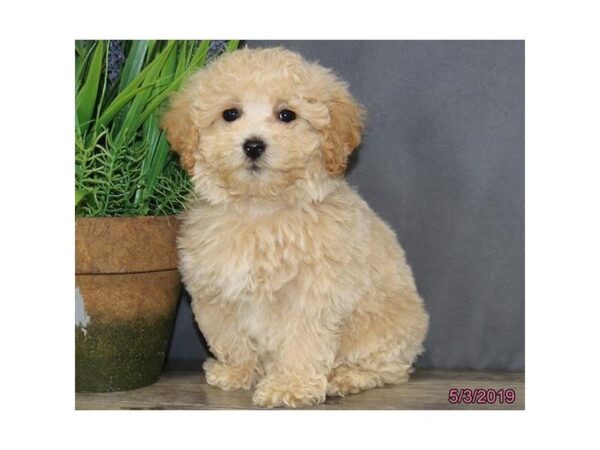 Poodle-DOG-Female-Apricot-5492-Petland Montgomery, Alabama