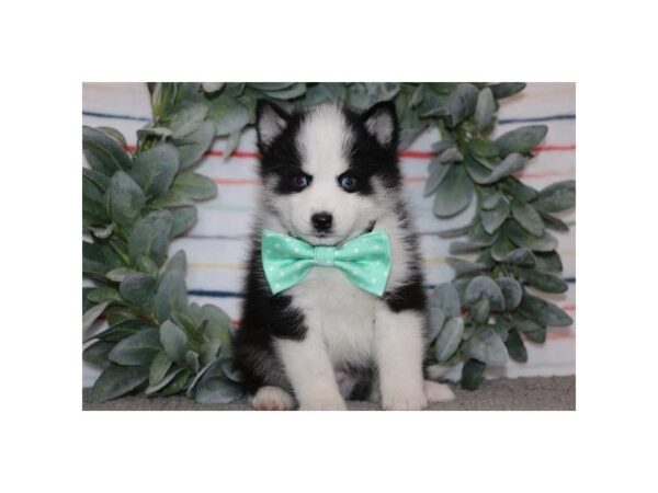 Pomsky DOG Male Black / White 5498 Petland Montgomery, Alabama