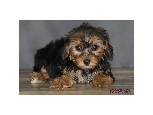 Yorkshire Terrier DOG Female Black / Tan 5497 Petland Montgomery, Alabama