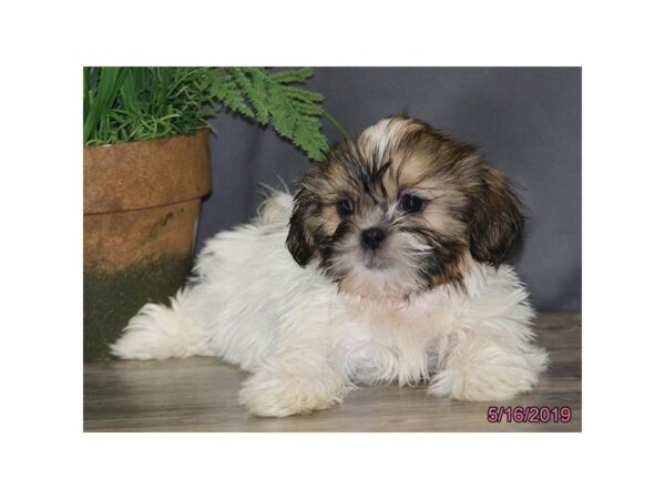 Shih Tzu DOG Female White / Black 5496 Petland Montgomery, Alabama