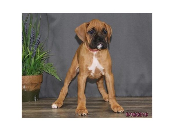 Boxer DOG Female Fawn / White 5493 Petland Montgomery, Alabama