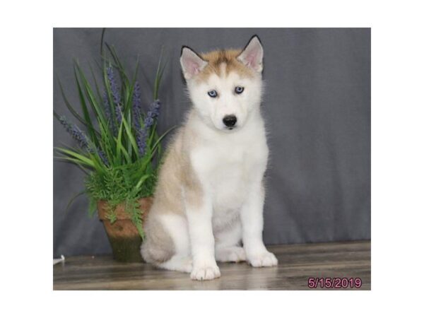 Siberian Husky DOG Male Tan / White 5495 Petland Montgomery, Alabama