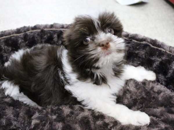 Havanese-DOG-Female-Chocolate / White-5494-Petland Montgomery, Alabama