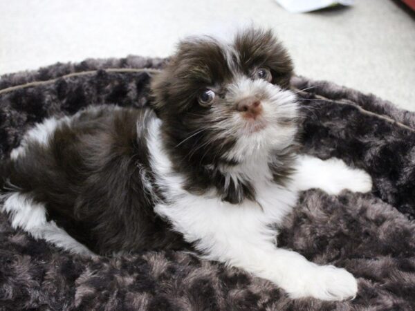 Havanese DOG Female Chocolate / White 5494 Petland Montgomery, Alabama