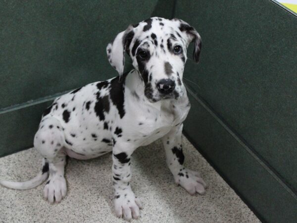 Great Dane DOG Female Harlequin 5500 Petland Montgomery, Alabama