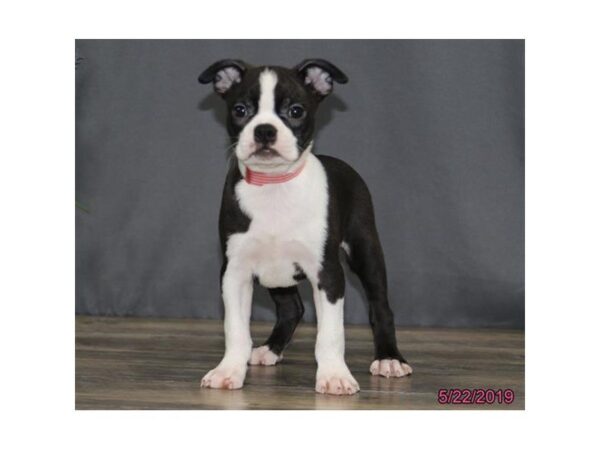 Boston Terrier DOG Female Black / White 5501 Petland Montgomery, Alabama