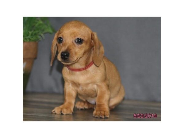 Dachshund DOG Female Red 5502 Petland Montgomery, Alabama