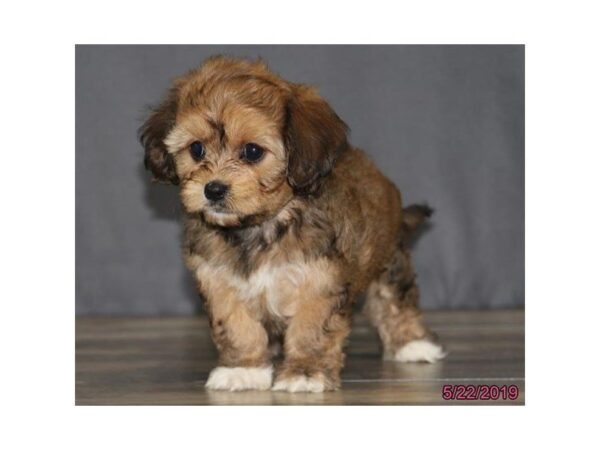 Cavachon DOG Female Sable 5503 Petland Montgomery, Alabama