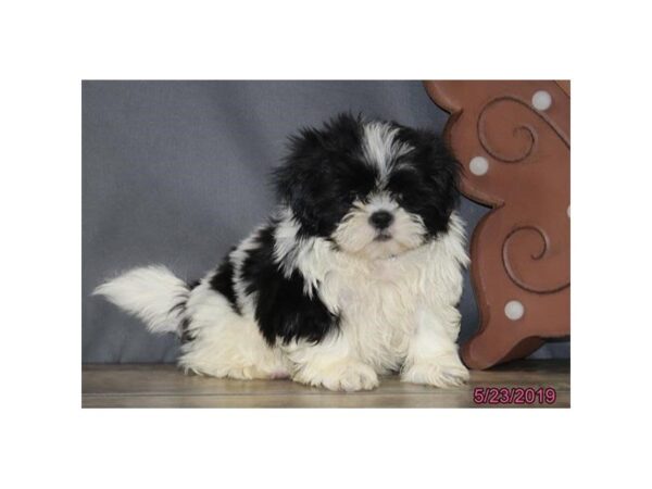 Shih Tzu DOG Male Black / White 5504 Petland Montgomery, Alabama