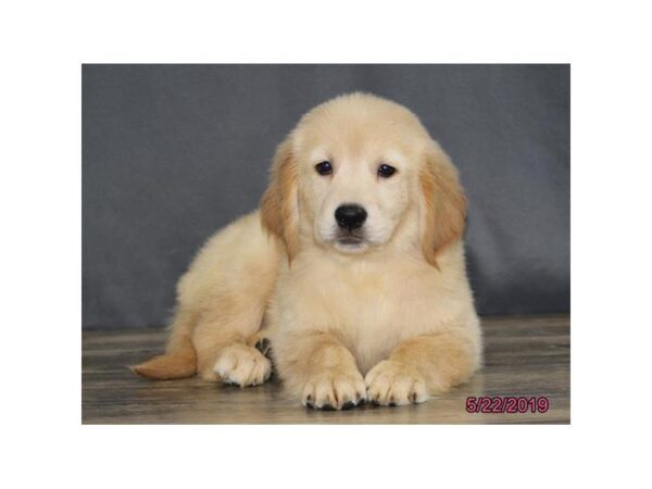 Golden Retriever DOG Female Golden 5505 Petland Montgomery, Alabama