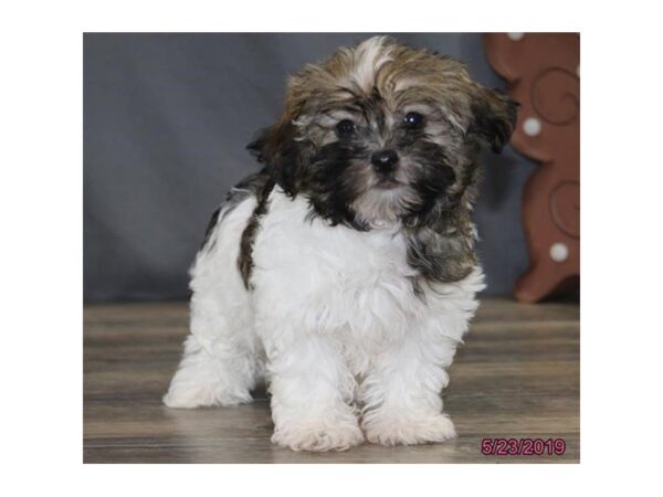 Havanese DOG Female Brown / White 5506 Petland Montgomery, Alabama