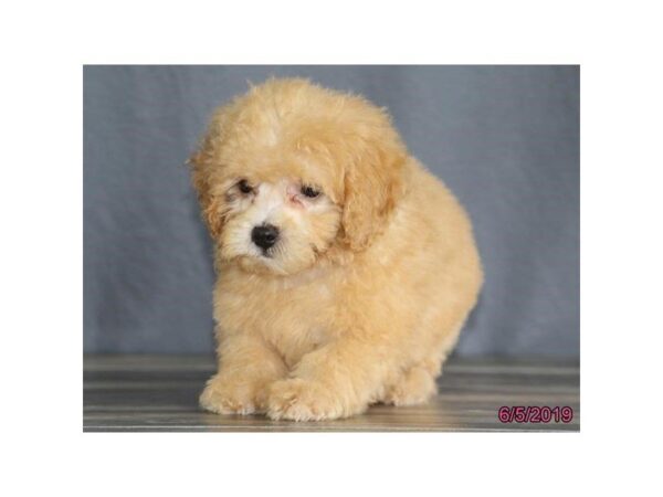 Poodle DOG Male Red 5507 Petland Montgomery, Alabama