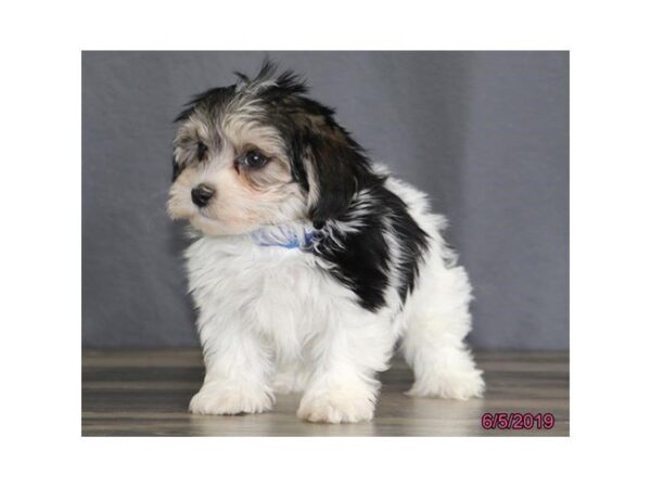 Havanese DOG Male Black / White 5508 Petland Montgomery, Alabama