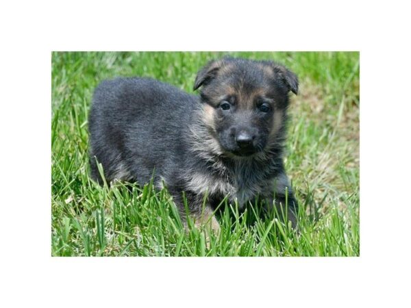 German Shepherd Dog DOG Female Black / Tan 5509 Petland Montgomery, Alabama