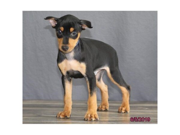 Miniature Pinscher DOG Male Black / Rust 5510 Petland Montgomery, Alabama