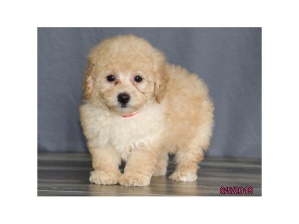 Poodle-DOG-Female-Apricot-5511-Petland Montgomery, Alabama