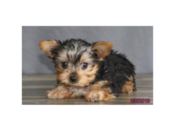 Yorkshire Terrier DOG Female Black / Tan 5513 Petland Montgomery, Alabama