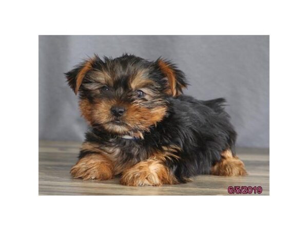 Yorkshire Terrier DOG Male Black / Tan 5514 Petland Montgomery, Alabama