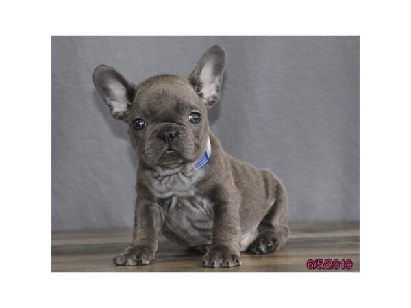 French Bulldog-DOG-Male-Blue-5515-Petland Montgomery, Alabama