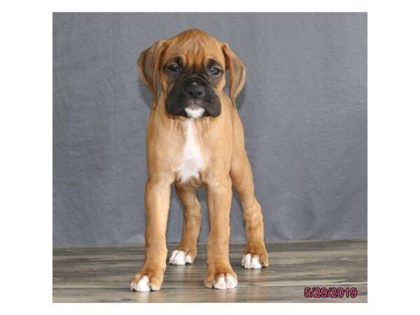 Boxer DOG Female Fawn / White 5516 Petland Montgomery, Alabama