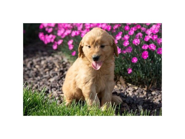 Goldendoodle Mini DOG Female Golden 5517 Petland Montgomery, Alabama