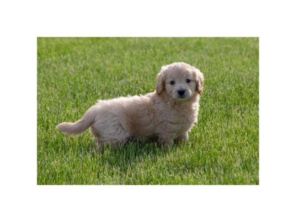 Goldendoodle Mini DOG Male Golden 5518 Petland Montgomery, Alabama