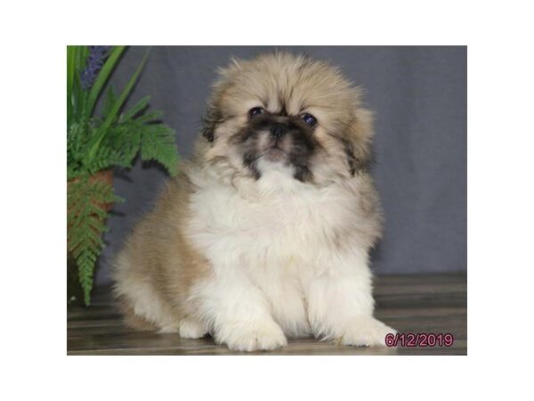 Pekingese DOG Male Brown / White 5519 Petland Montgomery, Alabama