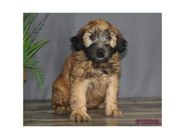 Soft Coated Wheaten Terrier DOG Female Wheaten 5520 Petland Montgomery, Alabama