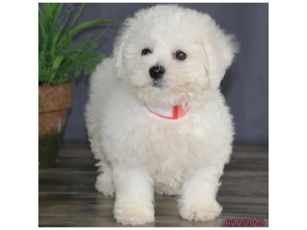 Bichon Frise DOG Female White 5521 Petland Montgomery, Alabama