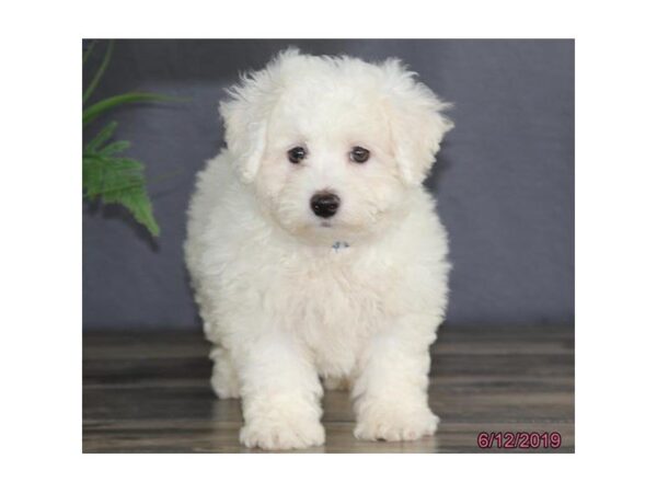 Bichon Frise-DOG-Male-White-5522-Petland Montgomery, Alabama