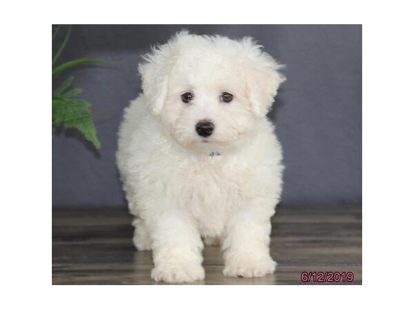 Bichon Frise DOG Male White 5522 Petland Montgomery, Alabama